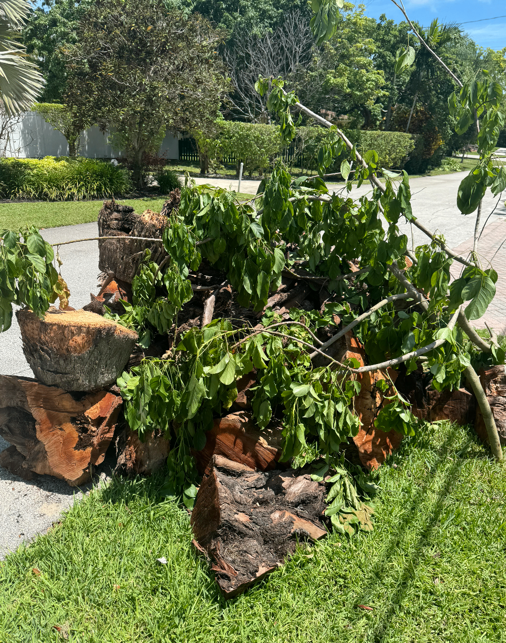 Yard debris removal with tree limbs and storm cleanup in Boca Raton, Florida